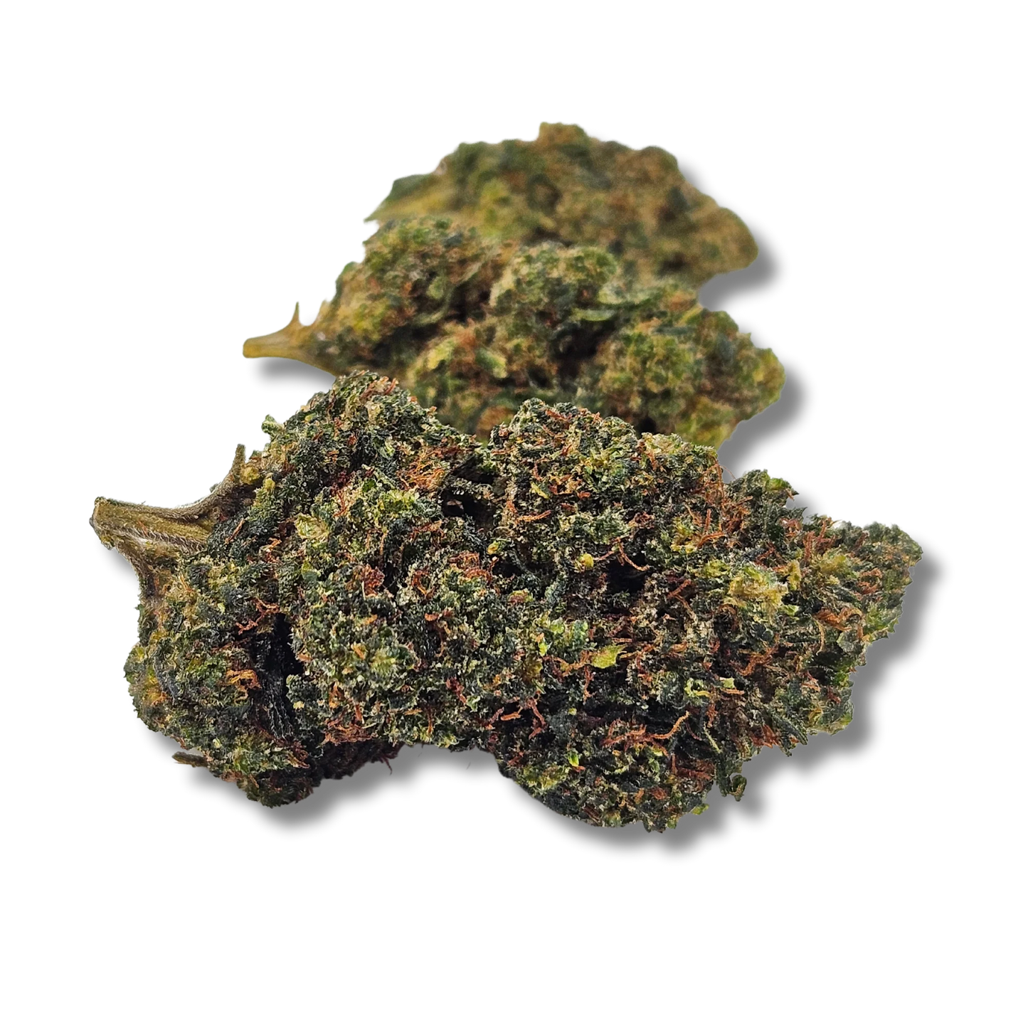 Snow white